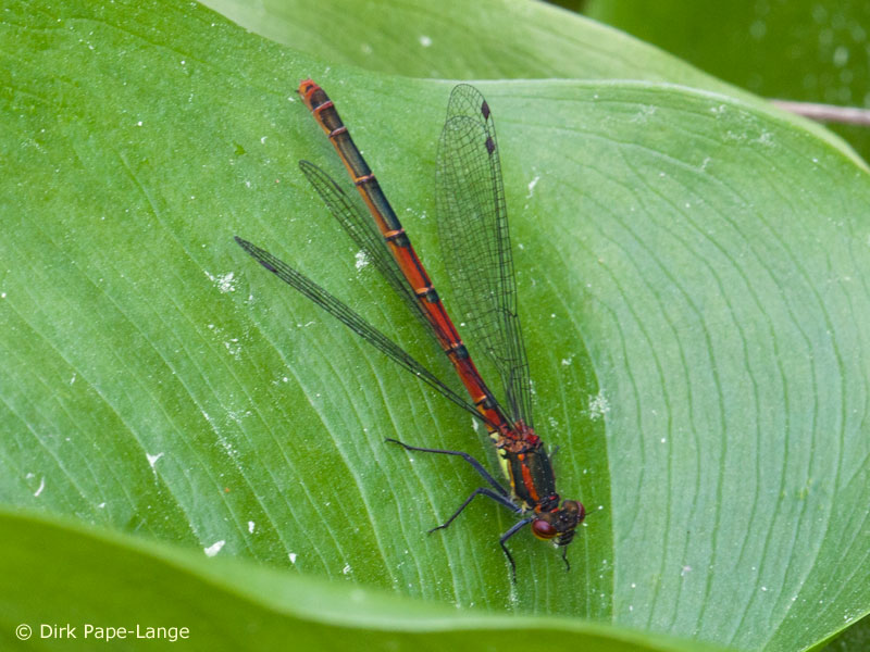 Pyrrhosoma nymphula - femelle